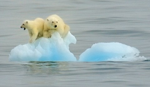 orsi-polari-intrappolati-su-iceberg-01
