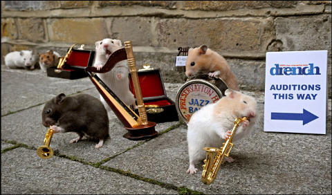 Clever-Hamsters-criceti-musicisti-03