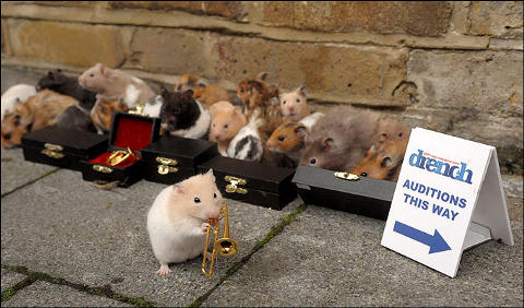 Clever-Hamsters-criceti-musicisti-04
