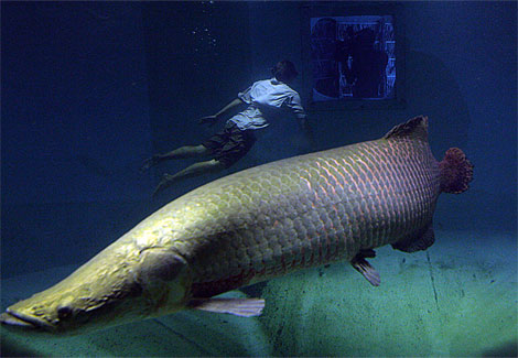 arapaima-diver-pesce-gigante
