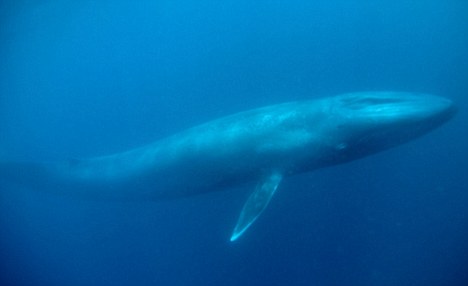 balene-blu-canto-basso