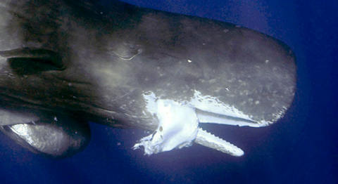 capodoglio-balena-mangia-calamaro-gigante-02