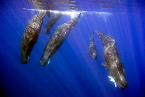 capodoglio-balena-mangia-calamaro-gigante-03
