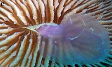 corallo-fungo-mangia-medusa