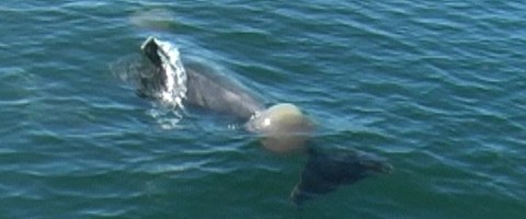delfini-giocano-con-meduse