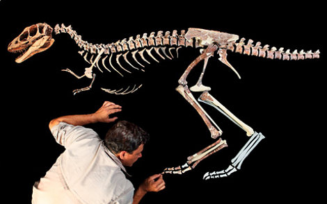 dinosauro-scheletro-raptorex