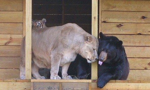 famiglia-orso-tigre-leone-foto-02
