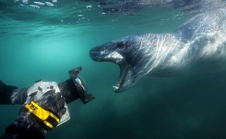 foca-leopardo-azzanna-pinguino-caccia-foto-pic-02