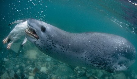 foca-leopardo-azzanna-pinguino-caccia-foto-pic-04