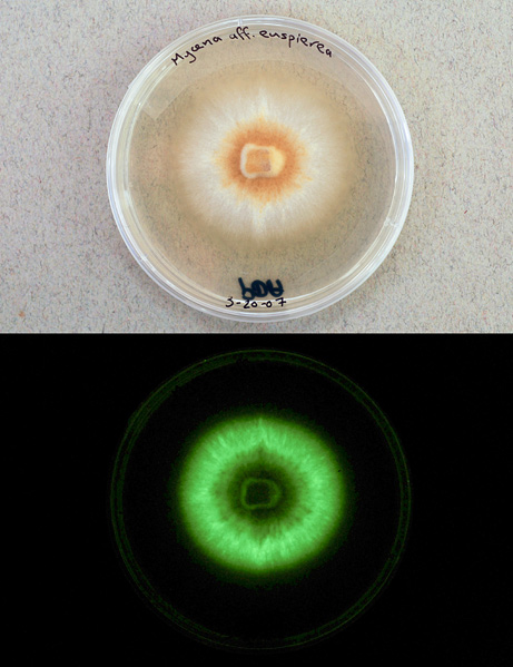 funghi-fungo-psichedelico-fluorescente-brasile-luxaeterna-foto-03