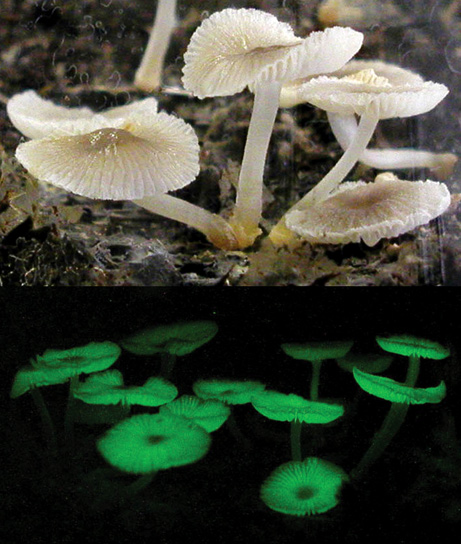 funghi-fungo-psichedelico-fluorescente-brasile-luxaeterna-foto-04