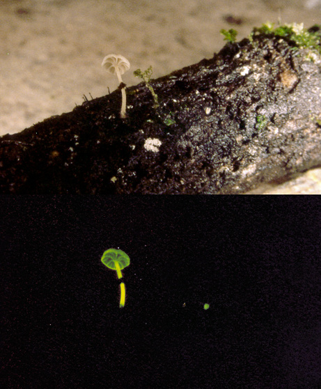 funghi-fungo-psichedelico-fluorescente-brasile-luxaeterna-foto-05