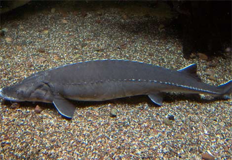 lake-sturgeon-pesce-gigante