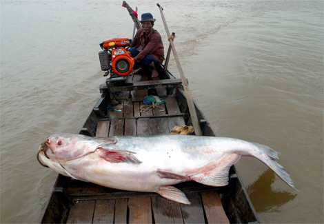 mekong-catfish-pesce-gatto-gigante