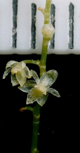 orchidea-piu-piccola-del-mondo