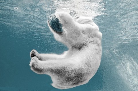orso-polare-gioca-foto-01