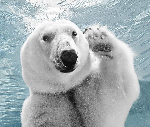 orso-polare-gioca-foto-02