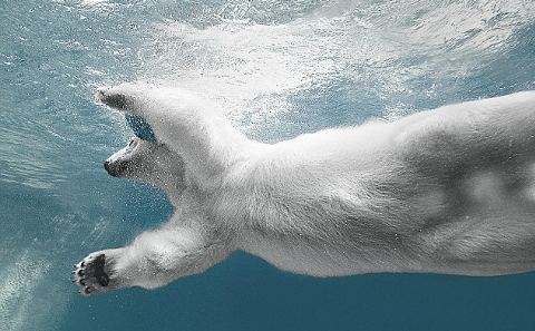 orso-polare-gioca-foto-04