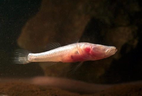 pesce-cieco-australia-nuove-specie-animali-sotterranei