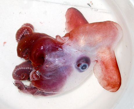 polipo-dumbo-pinne-orecchie-foto-octopus