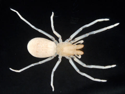 ragno-albino-cieco-australia-nuove-specie-animali-sotterranei