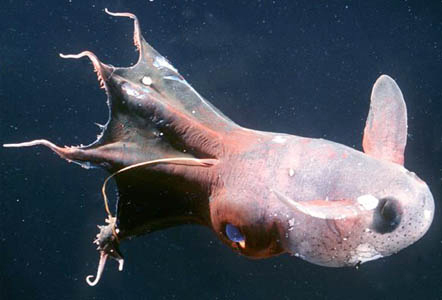 vampire_squid-calamaro-vampiro