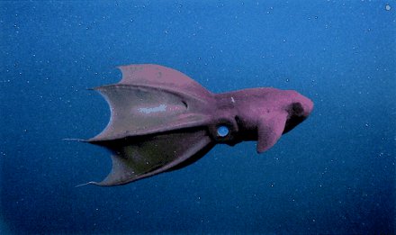 vampyroteuthis-calamaro-vampiro