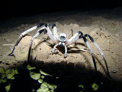Cerbalus-aravensis-spider-ragno-grande-gigante-01