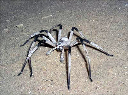 Cerbalus-aravensis-spider-ragno-grande-gigante-02