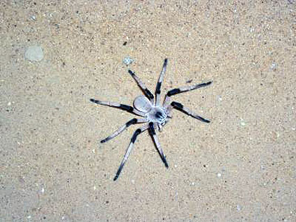 Cerbalus-aravensis-spider-ragno-grande-gigante-03