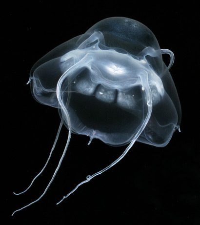 Oceano-Artico-meduse-foto-03