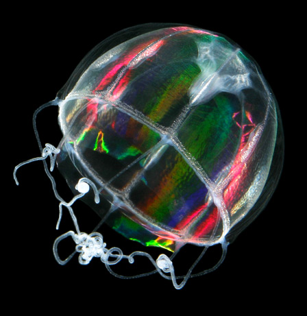 Oceano-Artico-meduse-foto-06