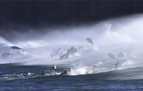 foto-immagine-pic-national-geographic-bottlenose-dolphins-