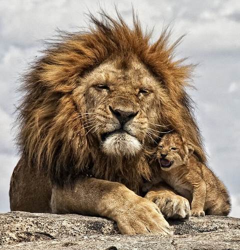 leone-cucciolo-tanzania-safari-foto-pic