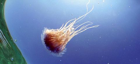 meduse-gran-bretagna-foto-03