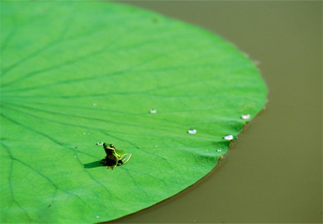 national-geographic-foto-pic-green-frog-rana