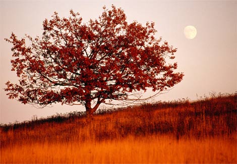 national-geographic-foto-pic-orange-foliage-gehman-