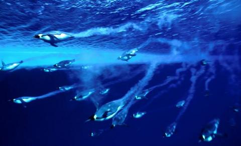 norbert-wu-foto-subacquee-oceano-antartico-04