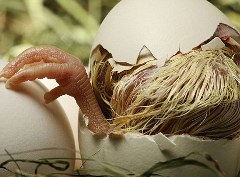 pulcino-foto-nascita-uovo-02