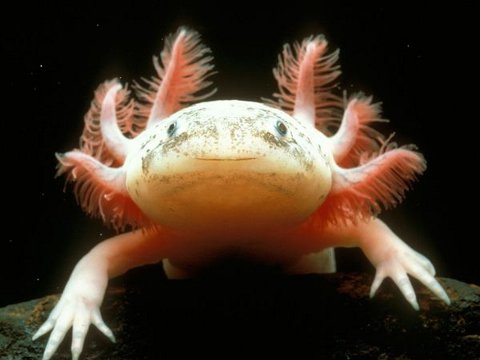 salamandra-che-sorride-animale-messico-Axolotl