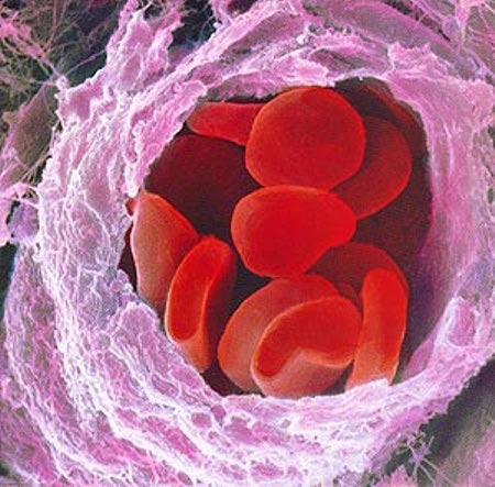 sangue-artificiale-globuli-rossi