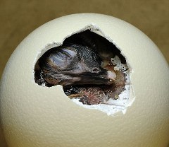 struzzo-foto-nascita-uovo-01