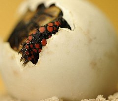 tartaruga-foto-nascita-uovo-02