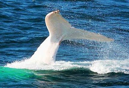 Migaloo-balena-moby-dick-megattera