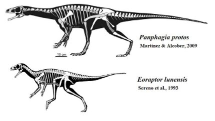Panphagia-Protos-il-primo-a-mangiare-tutto-Eoraptor-Lunensis-primo-dinosauro