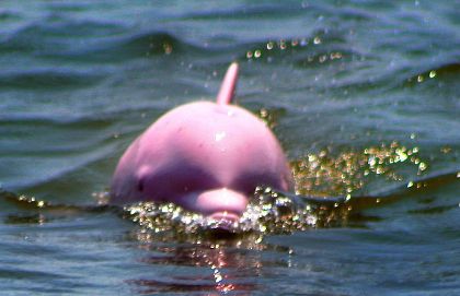 delfino-rosa-louisiana-albino