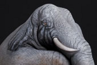 elefante_Mani-Animali-body-painting