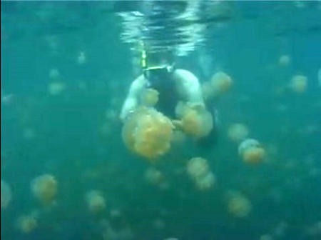 jellyfish-lake-nuotare-tra-le-meduse