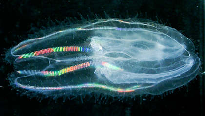 medusa-arcobaleno