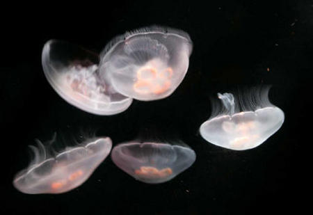 meduse-quadrifoglio-carnivore